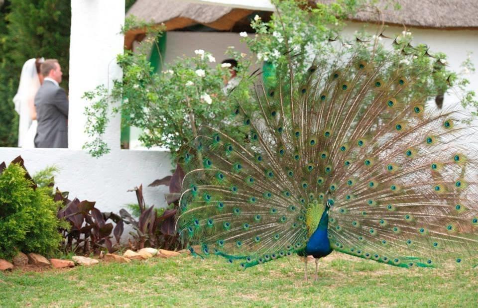 Warembo Lodge Grootvlei Bagian luar foto